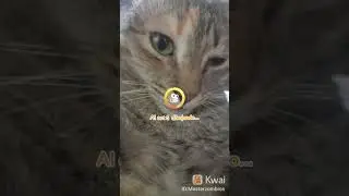 AI Cat