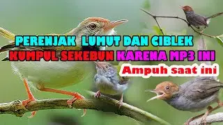 suara pikat prenjak lumut betina memanggil jantan kombinasi suara perenjak tamu mp3