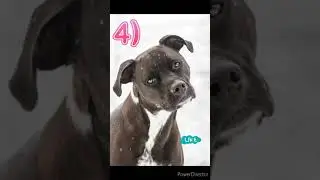 VOTE FOR YOUR CUTEST DOG. #dogs #cute #vote #fun #care #pets