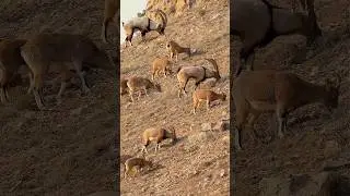 Şöyle bi otlatıp geleceem. :) ....#wildgoat #türkiyeyabanhayatı #wild #animal #wildlifephotography