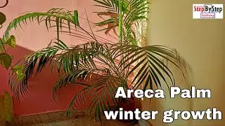 Areca Palm winter growth//Perennial plants winter care