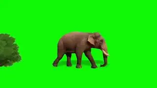 Green Screen Elephant| No Copyright | Real Elephant Green Screen | Cartoon