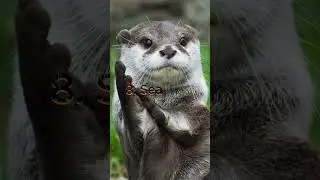 Top 10 Most Beautiful Animals In The World 