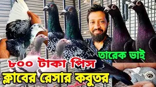 মাত্র ৮০০ টাকা পিস ক্লাবের রেসার কবুতর || তারেক ভাইয়ের কবুতর এই প্রথম এত কম দামে বিক্রি হবে।