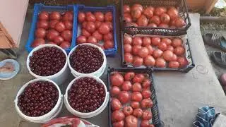 АБРИКОСЫ / ОБЗОР ТОМАТА БЫЧЬЕ СЕРДЦЕ ДЕГУСТАЦИЯ И СБОР СЕМЯН 