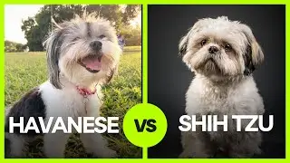 Havanese vs Shih Tzu: The 5 Key Differences