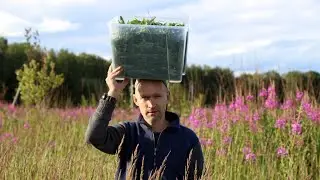 Иван-чай в морозилке для ленивых
