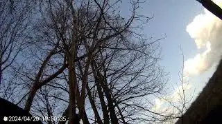Охота на селезня с чучелами 20.04.24