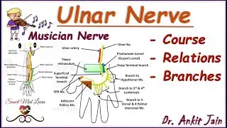 UInar nerve/Anatomy/Simplified - Course, relations & branches/ Guyon's canal Cubital Tunnel/in hindi