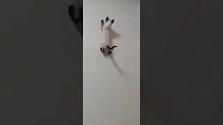 коты скалолазы