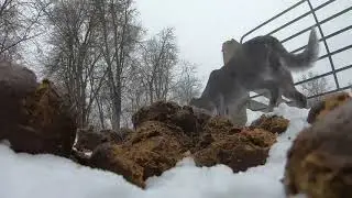 horse poop