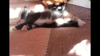Чужих детей не бывает!
