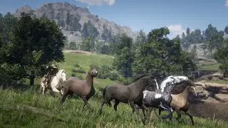 Photographing Wild Horses - Red Dead Redemption 2