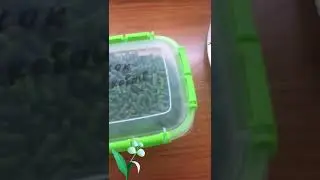 Как я замораживаю чесночные стрелки на зиму