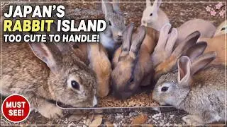 Do you know the rabbit paradise in Japan? | Rabbit Island Japan