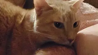 Interviewing an 11 year old cat