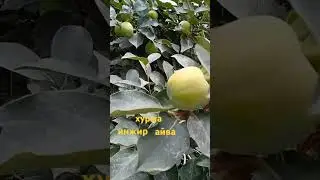 как растёт инжир айва хурма