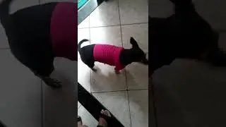 #shorts meus peludinhos vestidos com camisetas lindas🐕🥰