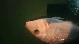 isda sa quatar|huli Ng pang ulam Ang laki