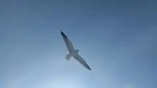 Крещенские купания январь 2021 Бердянск