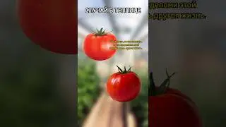 Случай в теплице - повод задуматься | Ждем мнение экспертов | #ratus