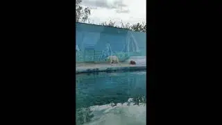 Зоопарк Лимпопо. Нижний Новгород 15.05.21