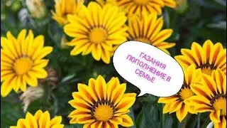 ГАЗАНИЯ ЦВЕТОК КОТОРЫЙ ПОРАДУЕТ ВАС ЦВЕТЕНИЕМ 💮 В СОЛНЕЧНЫЕ ДНИ ☀️