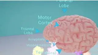 Brain video simulation (VR version preview)