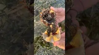 Di dalam bulu babi ada telur