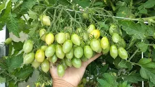 Удобрения для Большого Урожая.  Натуральные Удобрения  