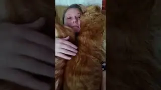 Мейн кун. Кот Джокер и кошка Тиффани. Мои малышки.