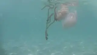 Big fat jellyfish at Ses Salines, Ibiza back in 2021