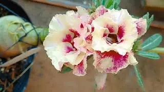 ROSA DO DESERTO MAIZA E SUA BELEZA 🤩🥰❤️