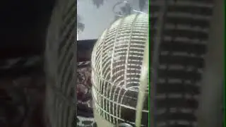 Кавги маст