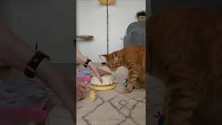 ❤️Кот Артём❤️