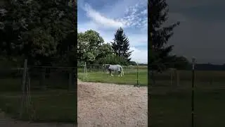 Das verwirrte Pferd 🫣#jezabelle #horse #pferd