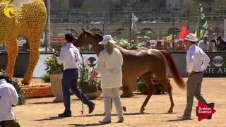 N.31 D JAWAHER - MENTON 2017 - Fillies 2 years old (Class 2A)