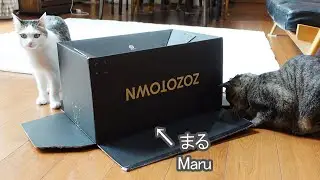 箱罠にかかって救出されるねこ。-Maru was trapped in a box and then rescued.-