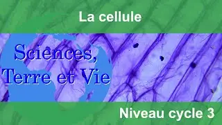 La cellule
