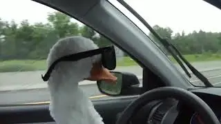 Гусь в очках едет под музыку 😎