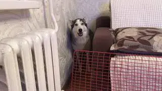 Хаски разговаривает!