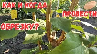 Молодое дерево сливы с очень острым углом роста веток, что в таких случаях делать.#сад #обрезка