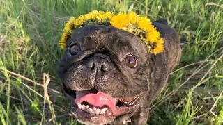 French Bulldog and Dandelion Wine