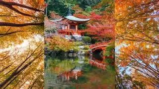 Why Do Leaves Change Color In Autumn?