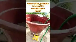 ускоряем созревание Томатов