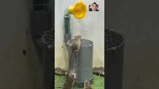 Rat Trap 88, Simple and effective stupid mouse trap #shoprts