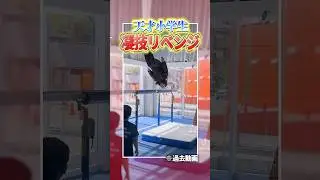 #体操競技 #体操 #チャレンジ #体操教室 #器械体操　#gym #gymnast #gymnasticclass #gymlife #平行棒　#小学生　#体操選手