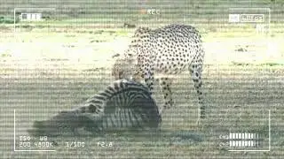 Съемка камерой животных