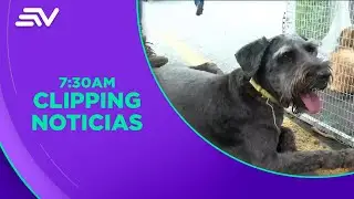 Feria de adopción de mascotas se desarrolló en el norte de Guayaquil | Televistazo | Ecuavisa