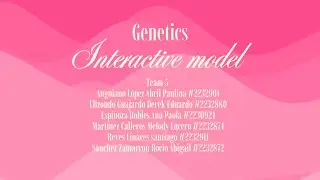 Interactive model RNA Translation - Team 5 